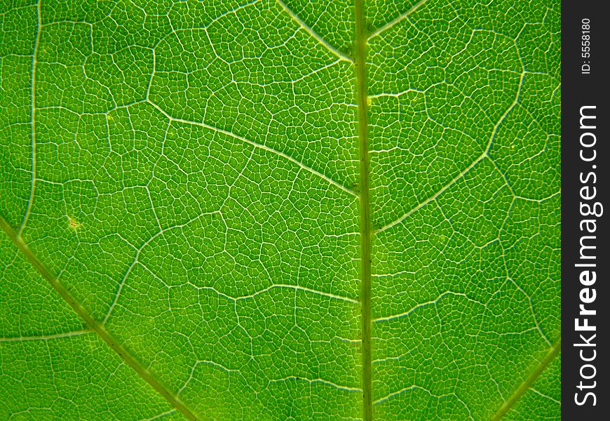 A macro of a leaf