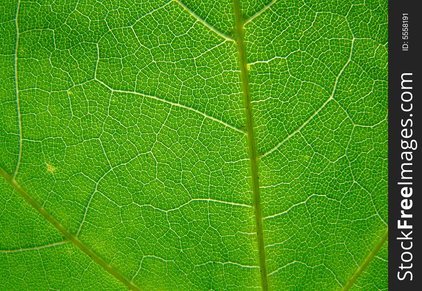 A macro of a leaf