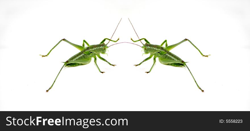 Twins, two bugs together on a white background