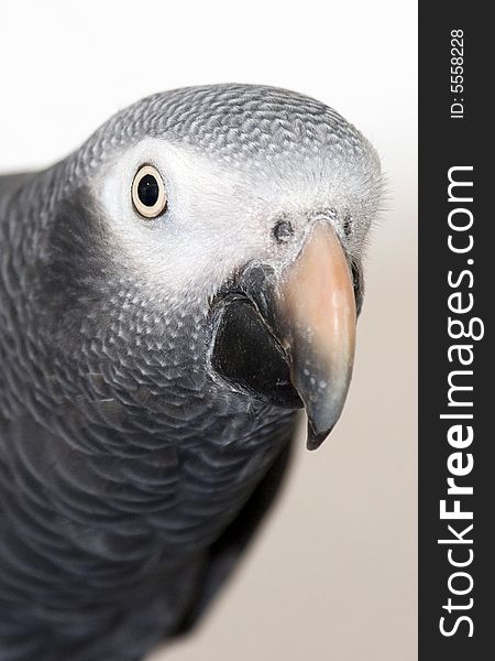 Close up shot of barnie the african grey. Close up shot of barnie the african grey