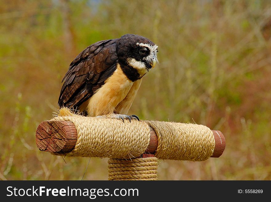 Portrait of Spectacles Owl on the nest. Portrait of Spectacles Owl on the nest