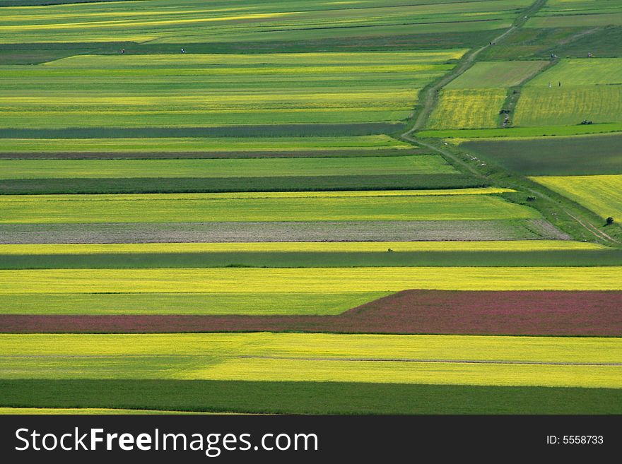 Coloured Fields