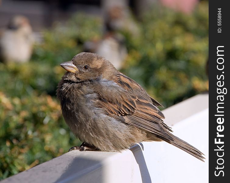 A crummy sparrow sits on a white bench, resting after dense dinner