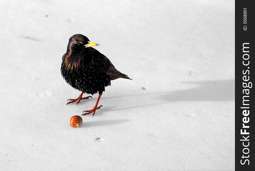 Starling on  snow plays football with hazel-nut which was lost by a squirrel. Starling on  snow plays football with hazel-nut which was lost by a squirrel