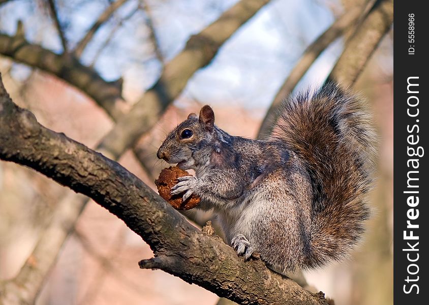 Happy squirrel got large cake