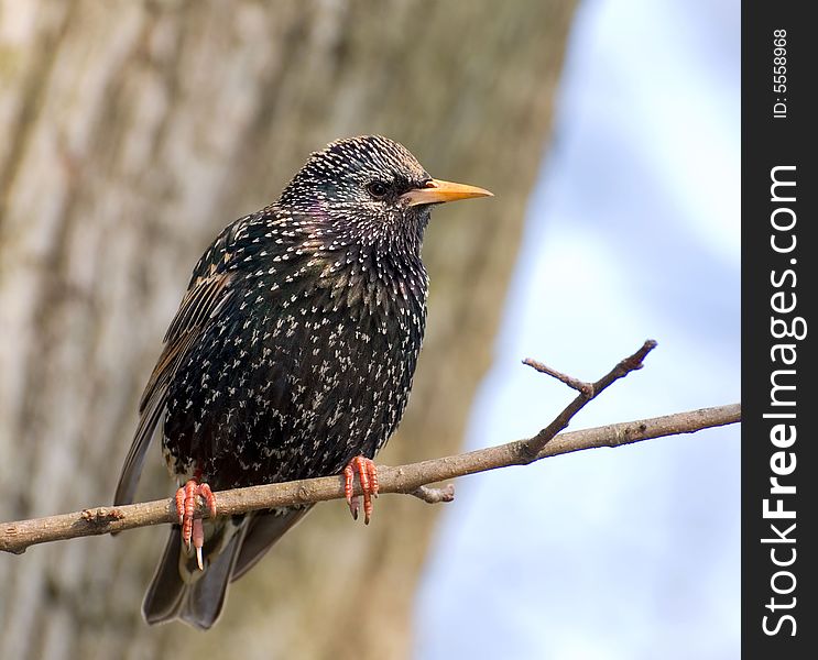 Starling rests on the branch of tree next to his nest