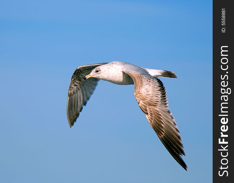 Flying gull on a background blue sky in search of meal
