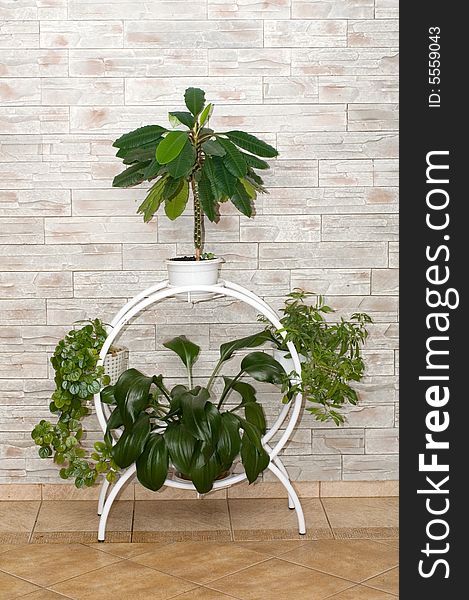 Stand with plants as an element of interior