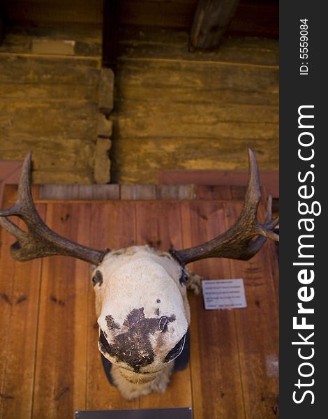 Stuffed moose heading wound on made of wood