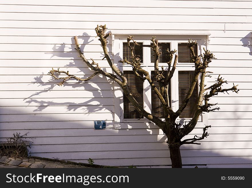 Tree before timber building in Bergen, Norway