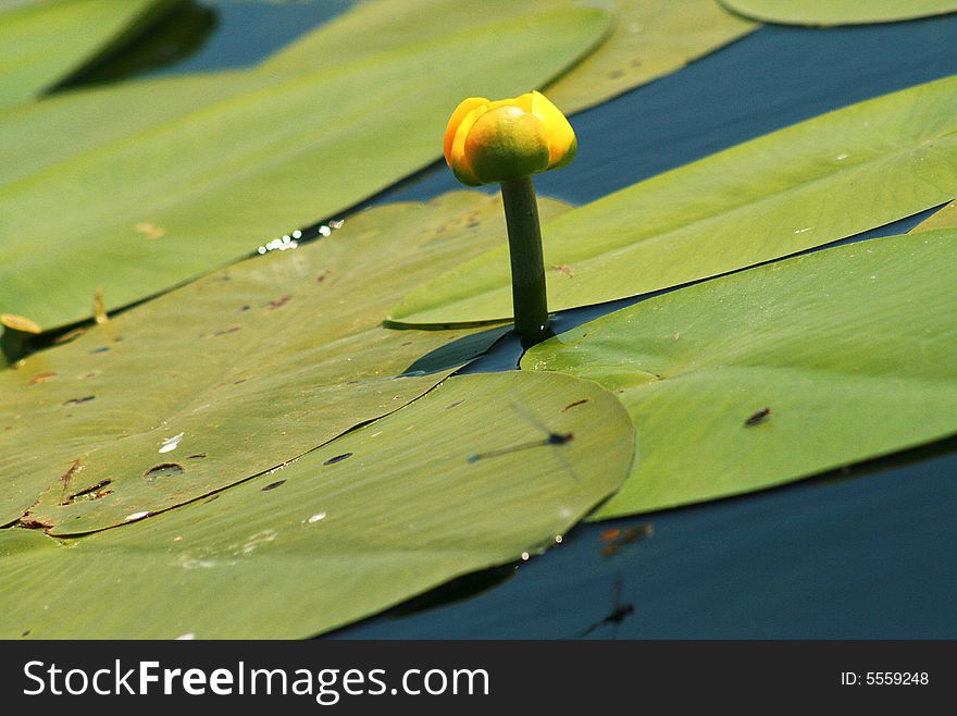 A nice and little water lily