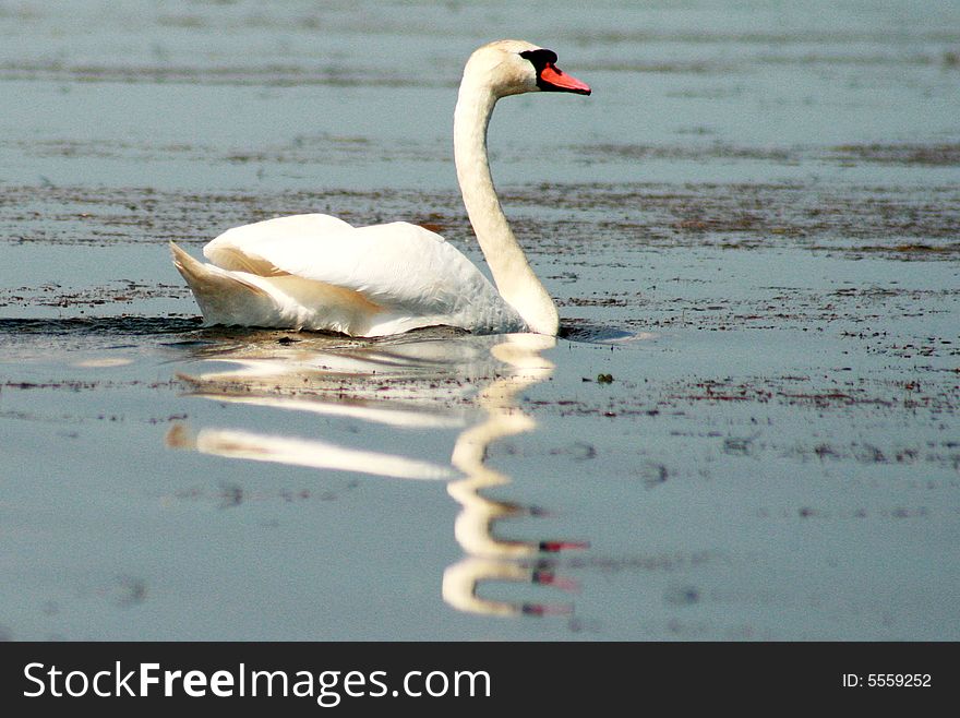 A nice white swan on the lake