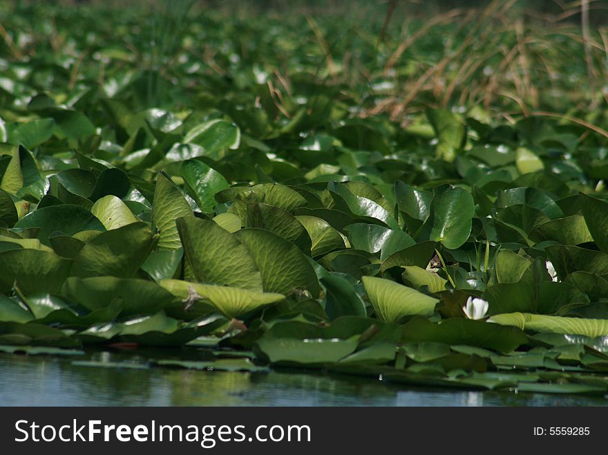 Some nice and little water lilies. Some nice and little water lilies