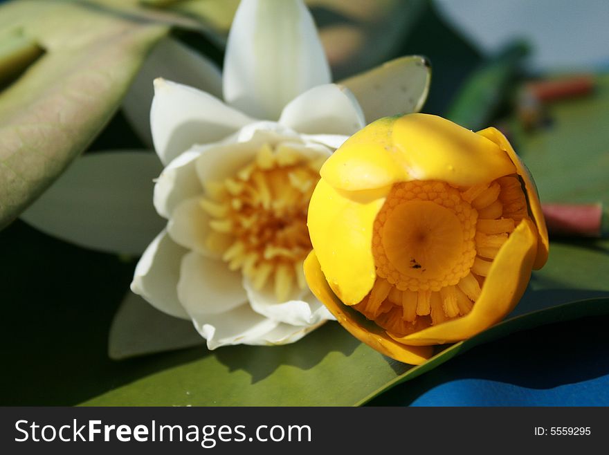 Two nice and little water lilies. Two nice and little water lilies