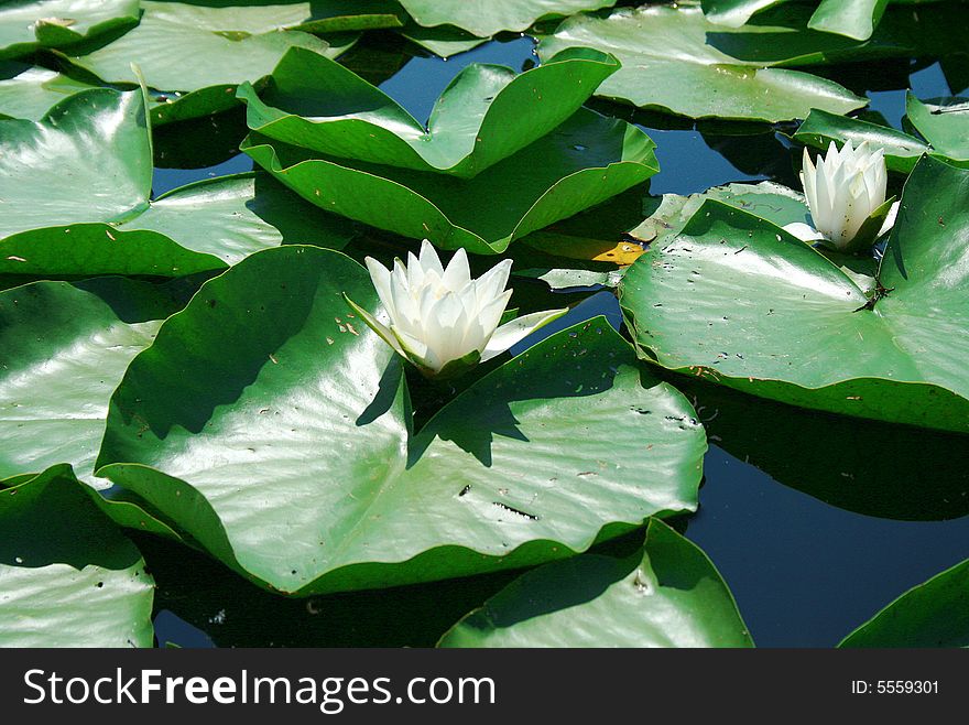 Two nice and little water lilies. Two nice and little water lilies