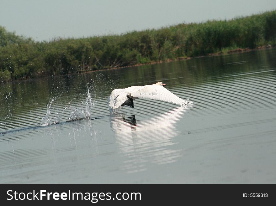 A nice white swan on the lake