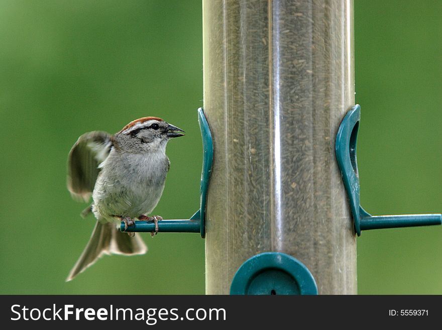 A small chipping sparrow is perched on a feeder and pulls back its wings. A small chipping sparrow is perched on a feeder and pulls back its wings.