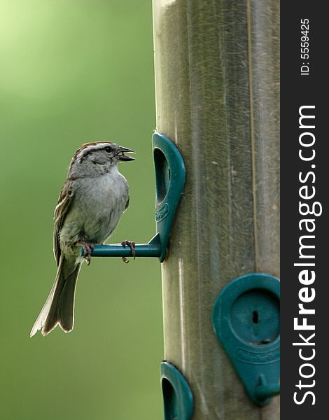 A small chipping sparrow is perched on a feeder with a seed in its beak. A small chipping sparrow is perched on a feeder with a seed in its beak..