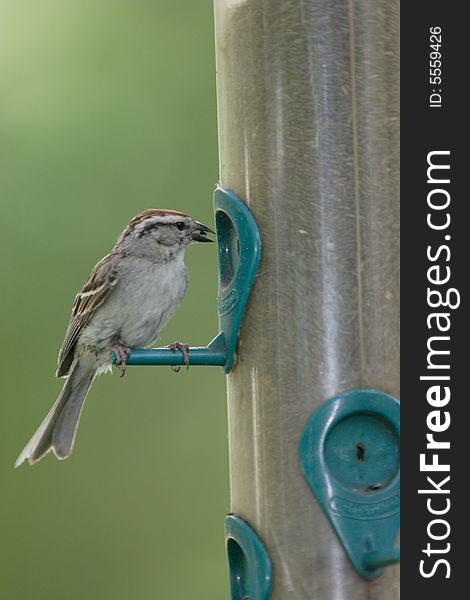 A small chipping sparrow is perched on a feeder eating a seed. A small chipping sparrow is perched on a feeder eating a seed.