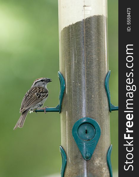 A Cute Sparrow Looks With A Seed.