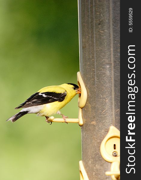 American goldfinch on a feeder.