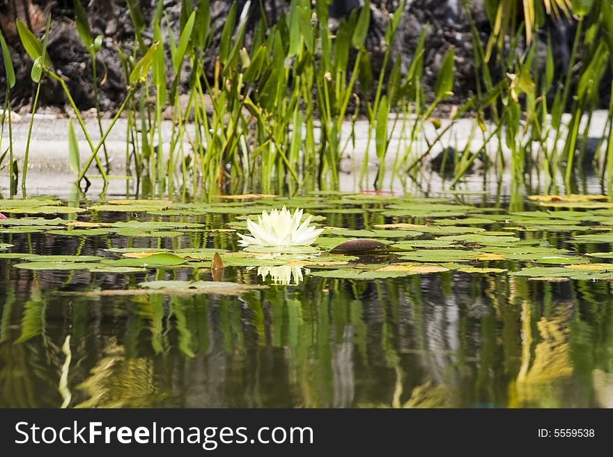 Water lily shot at water garden