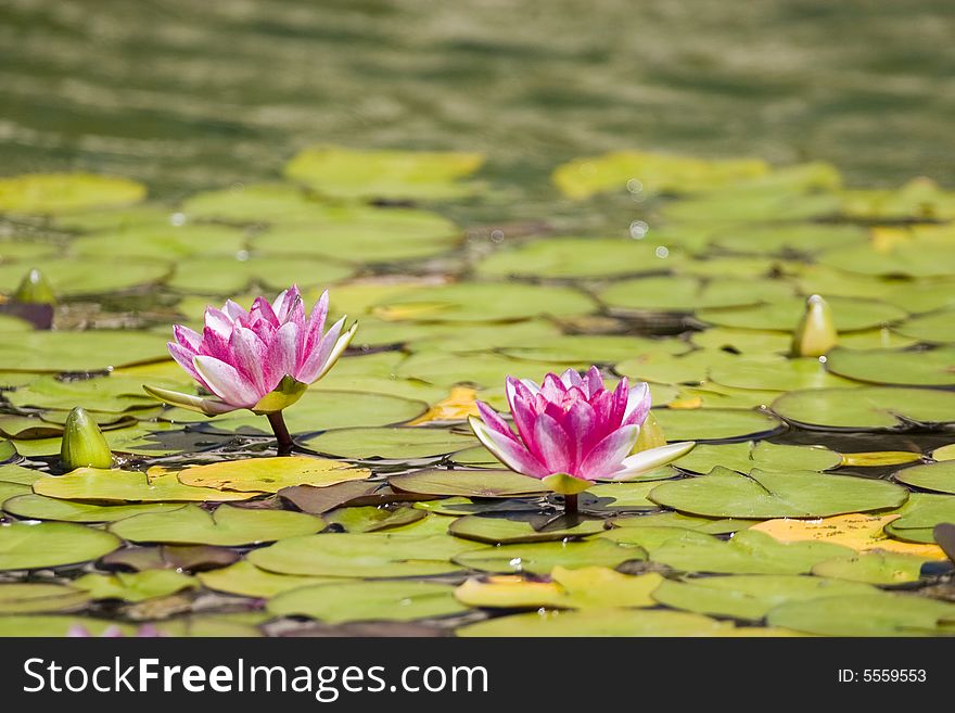 Water lily shot at water garden