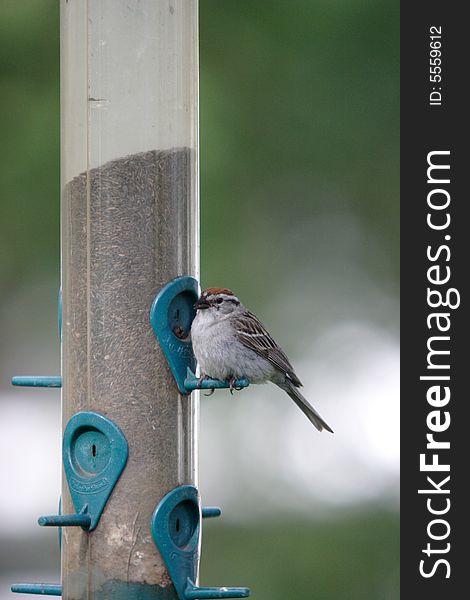 A small chipping sparrow is perched by a feeder. A small chipping sparrow is perched by a feeder.