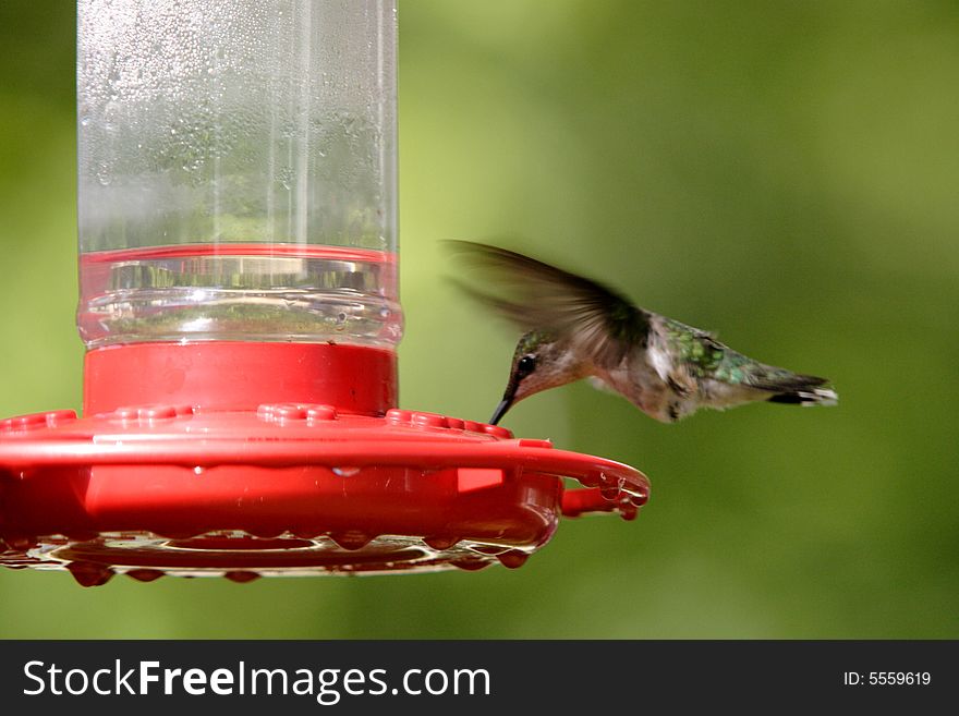 A hummingbird hovers while feeding.