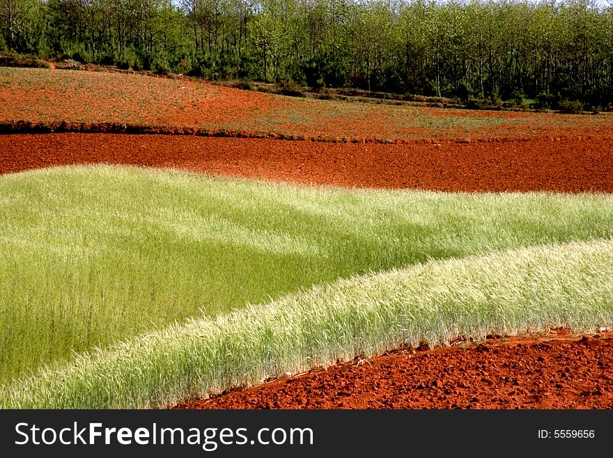 Wheat Field On Red Land