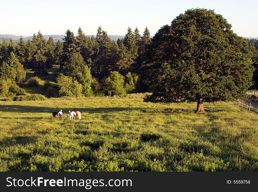 Two people in a field of grass and trees talking while holding onto their horses. - horizontally framed. Two people in a field of grass and trees talking while holding onto their horses. - horizontally framed