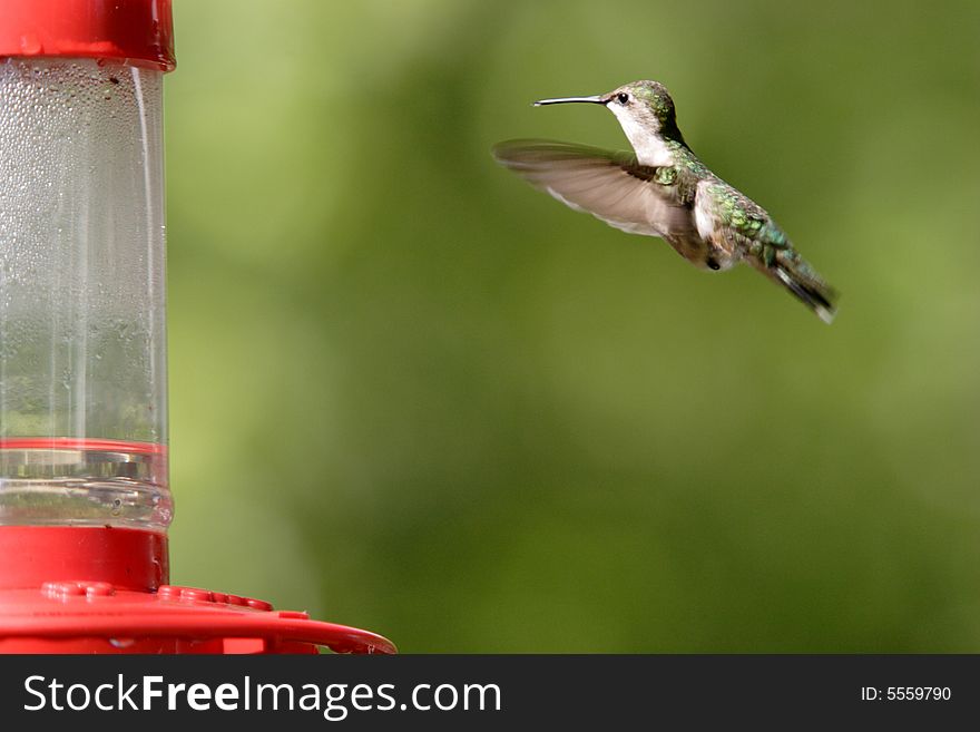 A female rufous hummingbird hovers to the feeder. A female rufous hummingbird hovers to the feeder.