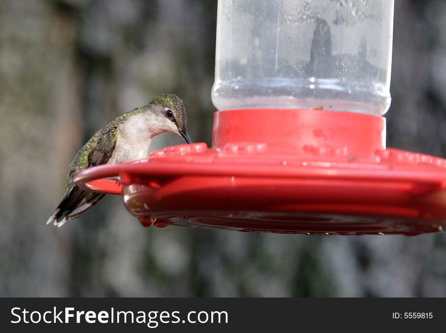 A female rufous hummingbird sits on a feeder. A female rufous hummingbird sits on a feeder.