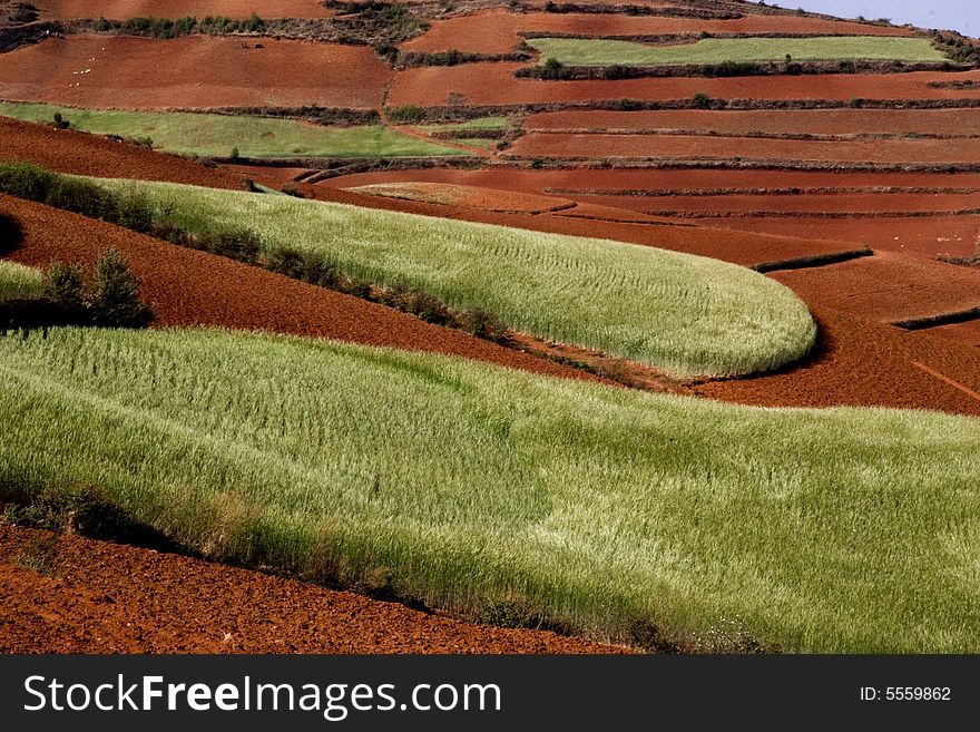 Red Land And Wheat Field