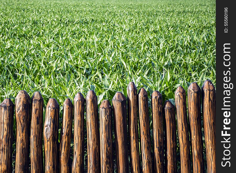 Corn field behind the trunck fence.