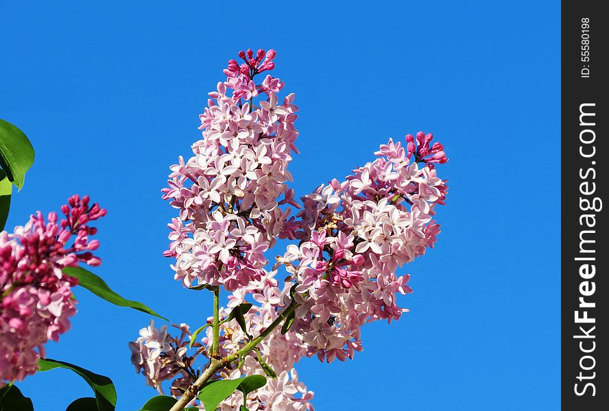 Flowerses Of The Steppes