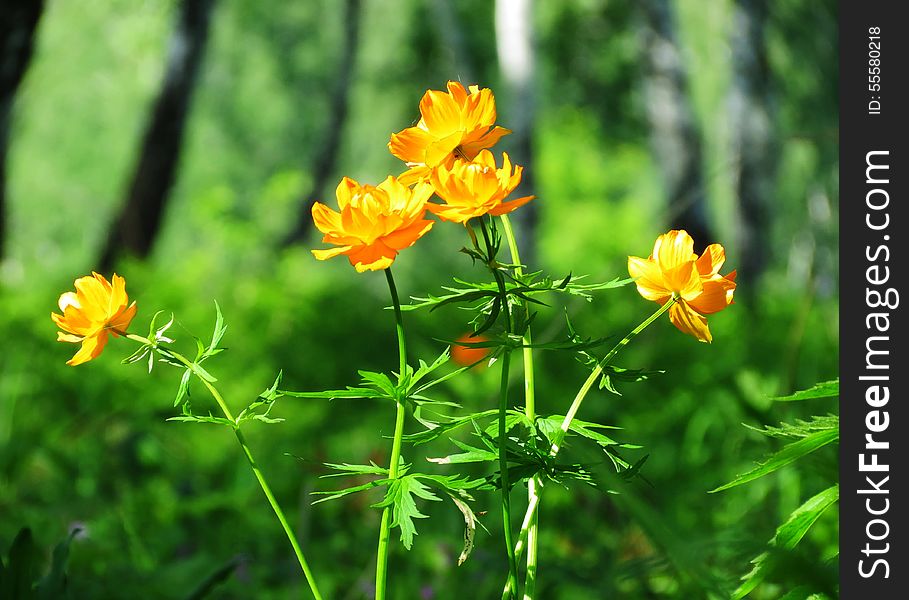 Flowerses of the steppes