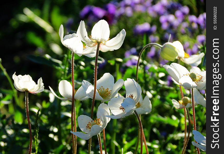 Flowerses Of The Steppes