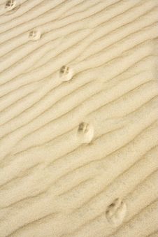 The Animal Footprint Stock Photo