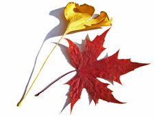 Leaves And Shadows Royalty Free Stock Photos Leaves And Shadows Royalty Free Stock Photos