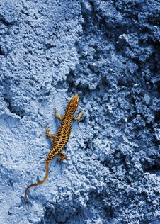 Small Yellow Lizard Stock Images Small Yellow Lizard Stock Images