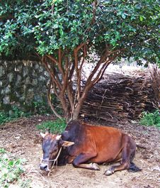 Ox Under A Tree Stock Photo