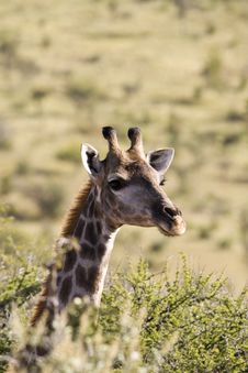 Giraffe Head Stock Photos