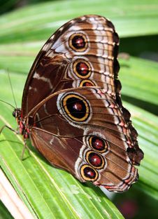Blue Morpho Butterfly Royalty Free Stock Images