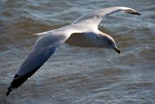 Gull On Wing Above An Ocean Royalty Free Stock Images Gull On Wing Above An Ocean Royalty Free Stock Images