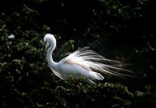 Egret Royalty Free Stock Image Egret Royalty Free Stock Image