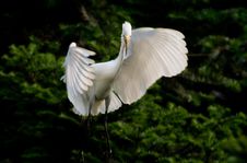 Egret Royalty Free Stock Image Egret Royalty Free Stock Image