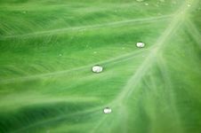 Dew Royalty Free Stock Images Dew Royalty Free Stock Images