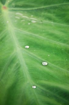 Dew Stock Photography Dew Stock Photography