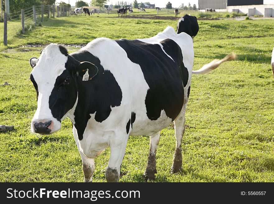 Cow on a farm with grass in the background